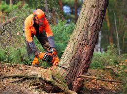 Best Tree Trimming and Pruning  in Groton, SD