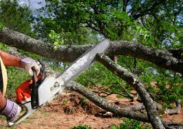 Best Tree Disease Treatment  in Groton, SD