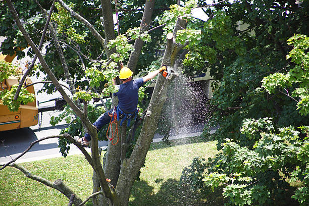 Best Utility Line Clearance  in Groton, SD